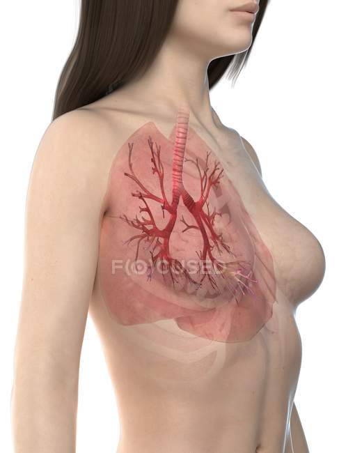 Sichtbare Lungen im realistischen Frauenkörper 3D-Modell auf weißem Hintergrund, Computerillustration. — Stockfoto