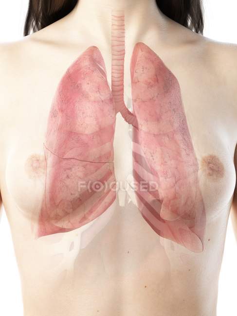 Sichtbare Lungen im realistischen Frauenkörper 3D-Modell auf weißem Hintergrund, Computerillustration. — Stockfoto