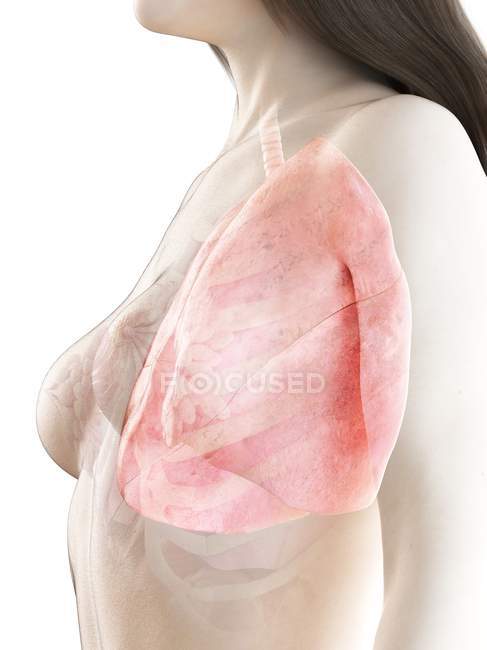 Видимі легені в реалістичній моделі жіночого тіла 3d на білому тлі, комп'ютерна ілюстрація. — стокове фото