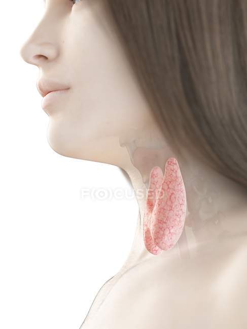 Glándula tiroidea en el cuerpo femenino, ilustración por computadora
. - foto de stock