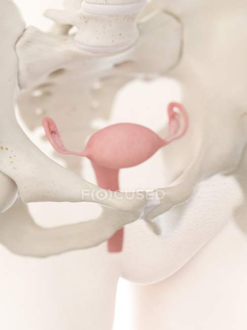 Gebärmutter im weiblichen Körper, anatomische Computerillustration. — Stockfoto