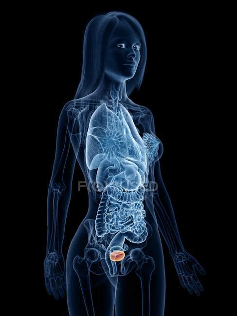 Modello anatomico femminile 3d trasparente che mostra la vescica, illustrazione del computer
. — Foto stock
