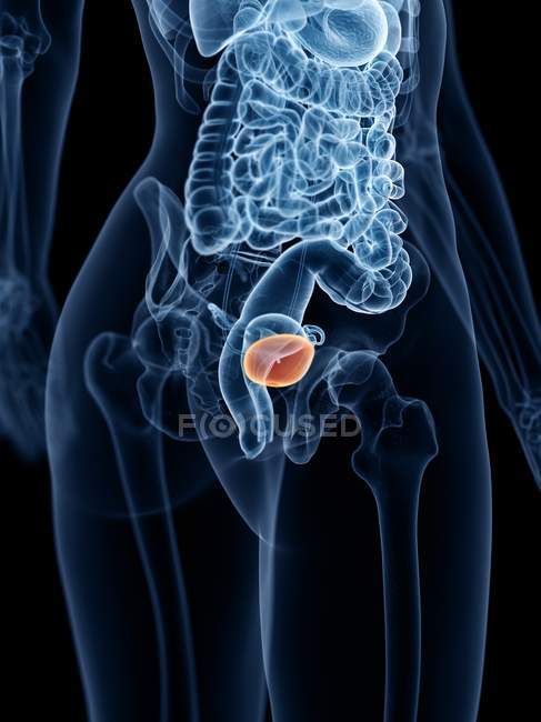 Female anatomical transparent 3d model showing bladder, computer illustration. — Stock Photo