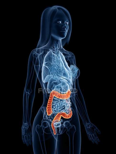 Gros intestin coloré dans la silhouette du corps féminin, illustration numérique . — Photo de stock