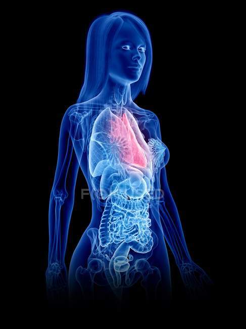 Жіноча анатомія, що показує серце в прозорому силуеті тіла, комп'ютерна ілюстрація . — стокове фото