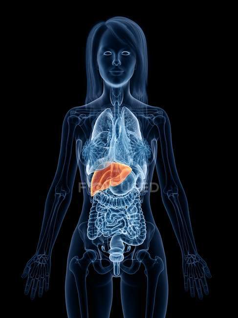 Transparent female body with colored liver, computer illustration. — Stock Photo