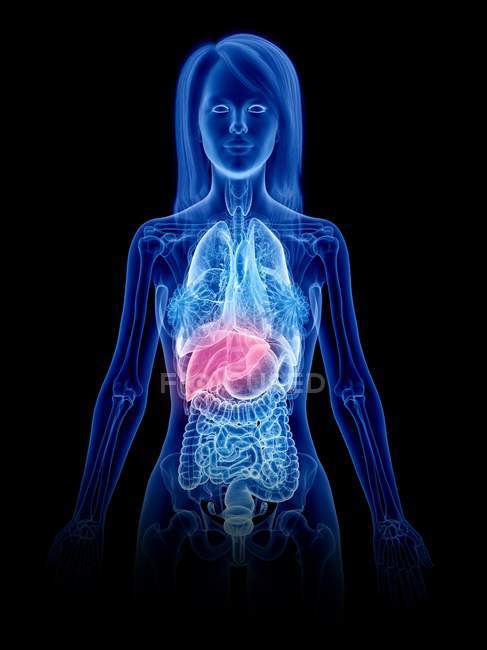 Corpo femminile trasparente con fegato colorato, illustrazione al computer . — Foto stock