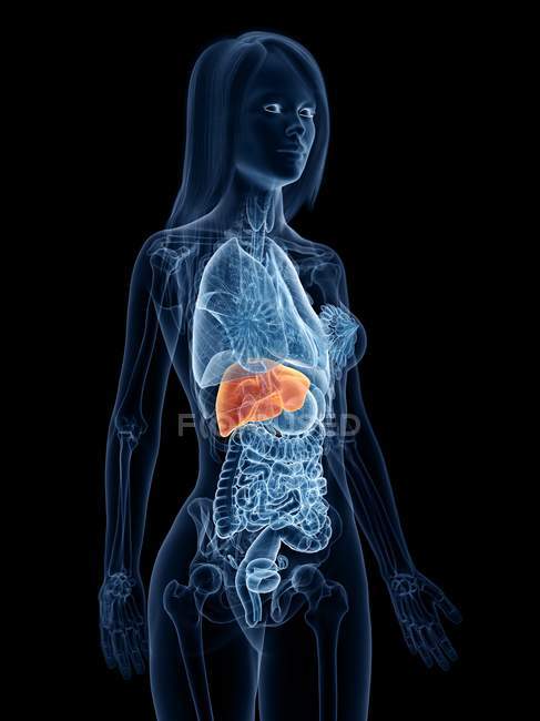 Corpo femminile trasparente con fegato colorato, illustrazione al computer . — Foto stock