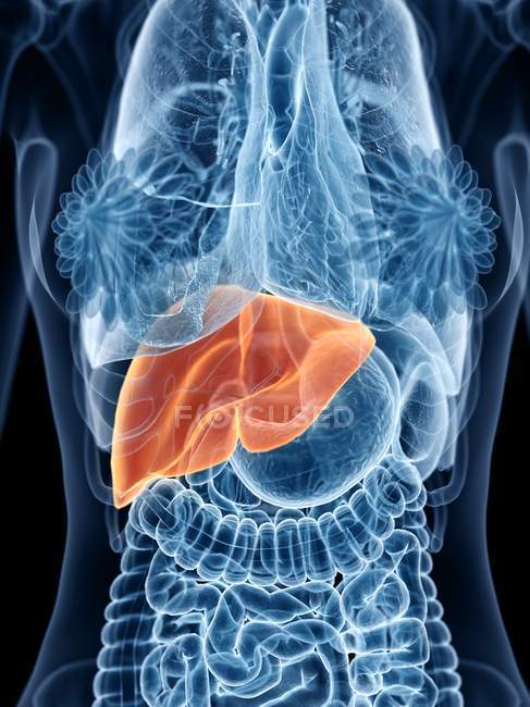 Transparent female body with colored liver, computer illustration. — Stock Photo