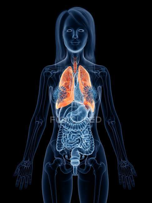 Кольорові легені в прозорому жіночому тілі на чорному тлі, комп 