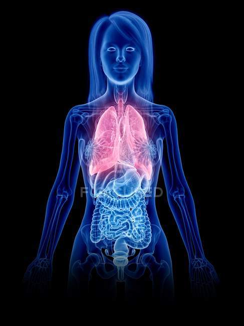 Poumons colorés dans un corps féminin transparent sur fond noir, illustration par ordinateur . — Photo de stock