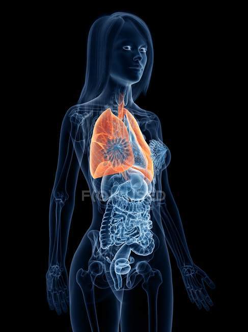 Pulmones de color en el cuerpo femenino transparente sobre fondo negro, ilustración por ordenador
. - foto de stock
