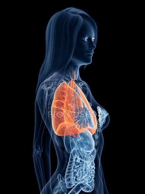 Colored lungs in transparent female body on black background, computer illustration. — Stock Photo