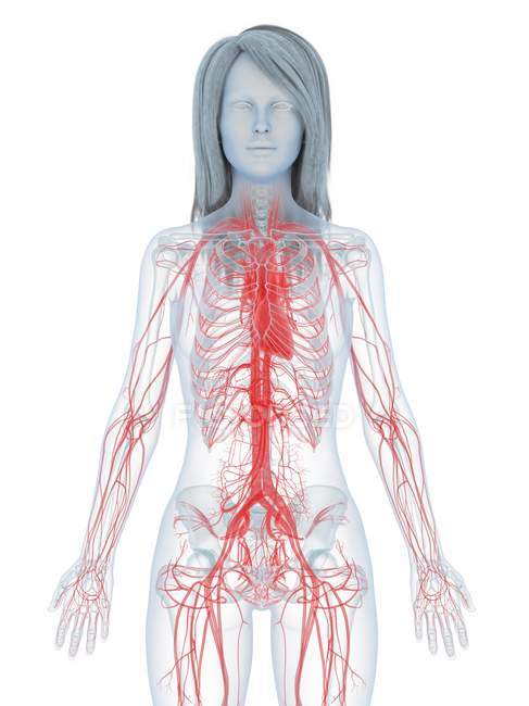 Cuerpo femenino con corazón visible y sistema cardiovascular, ilustración digital . - foto de stock