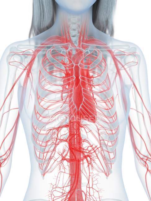 Corps féminin avec cœur visible et système cardiovasculaire, illustration numérique . — Photo de stock