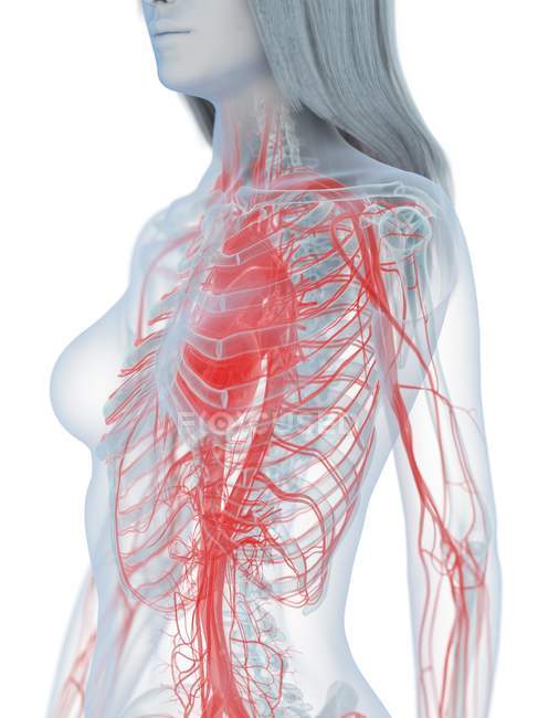 Corps féminin avec cœur visible et système cardiovasculaire, illustration numérique
. — Photo de stock