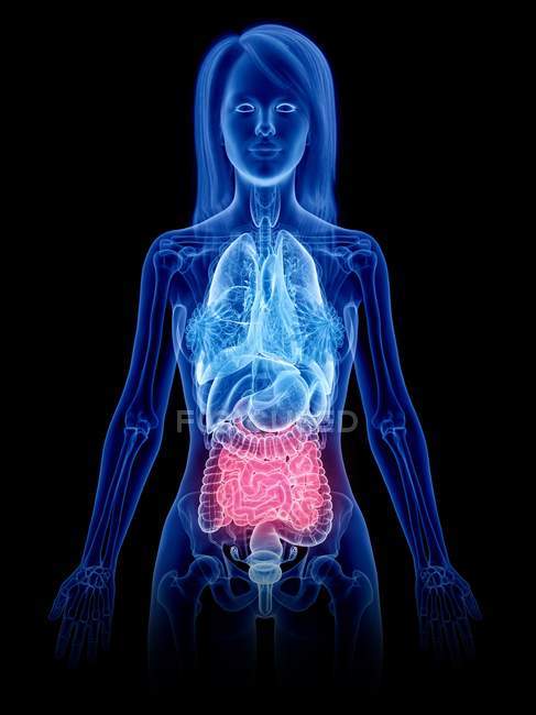 Colorido intestino delgado na silhueta do corpo feminino, ilustração do computador . — Fotografia de Stock