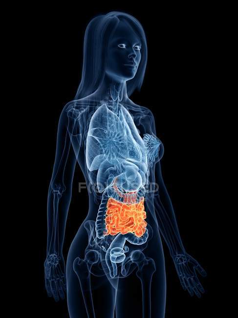 Colored small intestine in female body silhouette, computer illustration. — Stock Photo