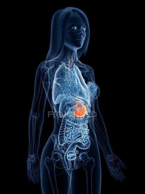 Modello astratto del corpo femminile 3d che dimostra lo stomaco nell'anatomia umana, illustrazione digitale . — Foto stock