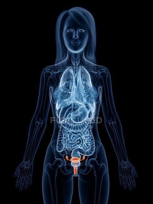 Abstract female body with visible uterus, digital illustration. — Stock Photo
