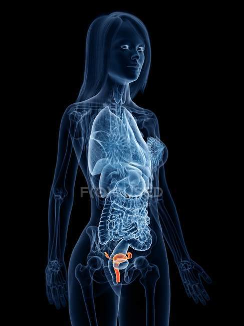 Абстрактное женское тело с видимой маткой, цифровая иллюстрация . — стоковое фото