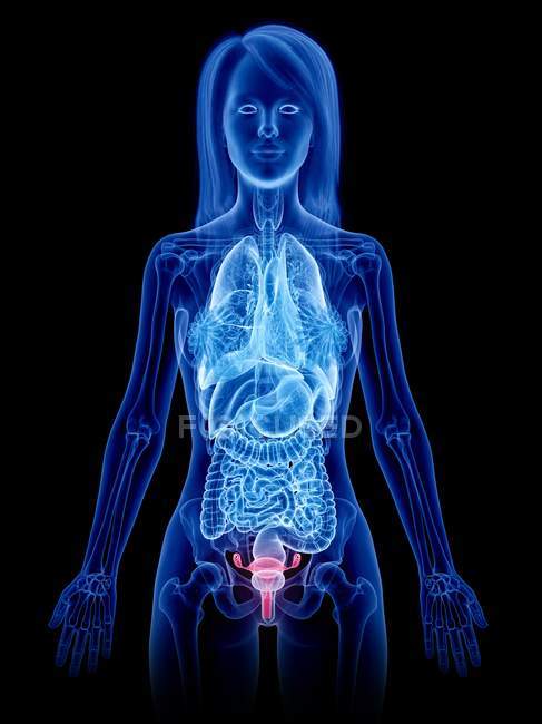 Corpo femminile astratto con utero visibile, illustrazione digitale . — Foto stock