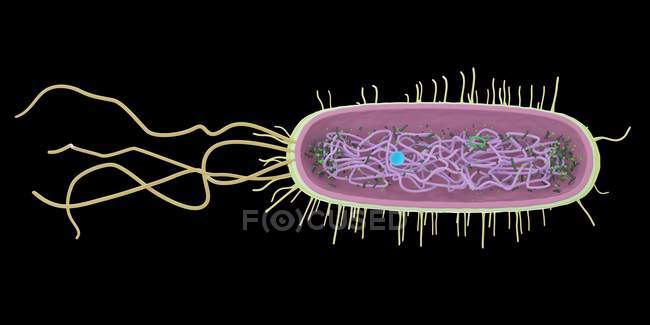 Bacteria abstracta única sobre fondo negro, ilustración por ordenador
. - foto de stock