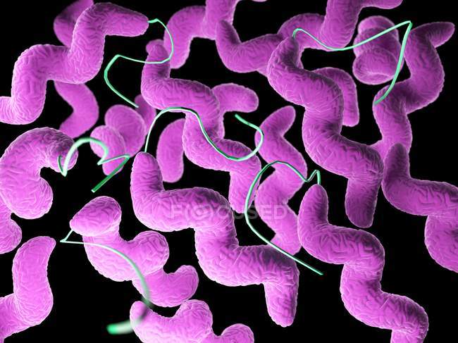 Bacterias Campylobacter de color rosa, ilustración por computadora
. - foto de stock