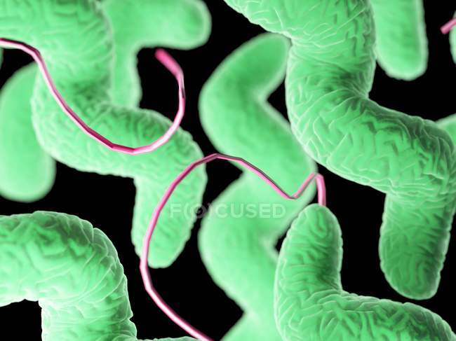 Bacterias Campylobacter de color verde, ilustración por ordenador
. - foto de stock
