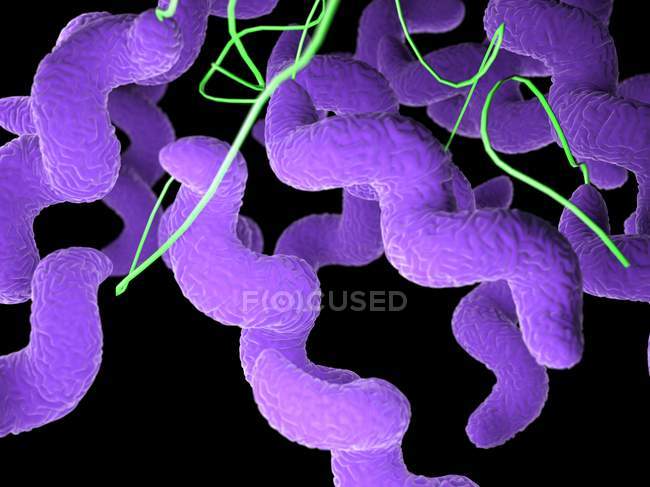 Bacterias Campylobacter de color púrpura, ilustración por computadora . - foto de stock