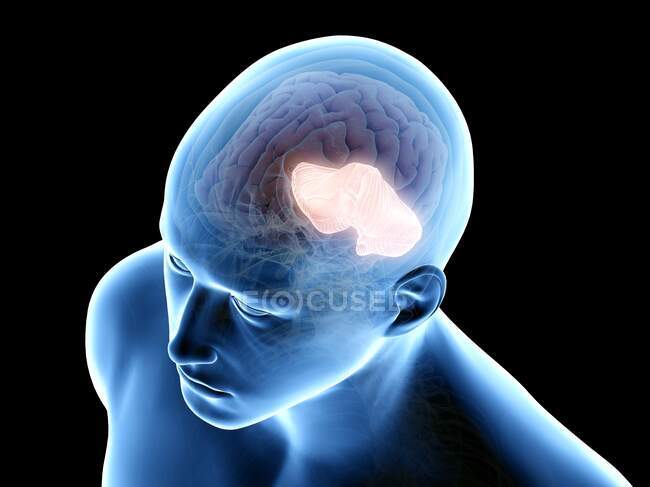 Cerebellum humano, ilustración informática. - foto de stock