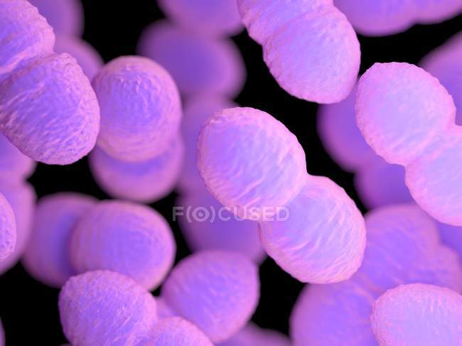 Batteri colorati viola Enterococcus, illustrazione del computer
. — Foto stock