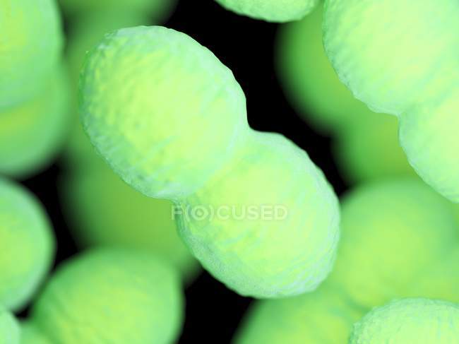 Grün gefärbte Enterokokken-Bakterien, Computerillustration. — Stockfoto
