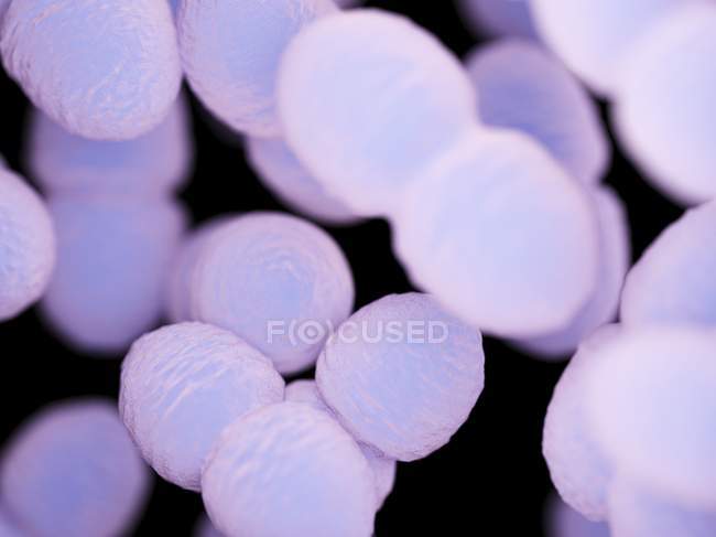 Пурпурні бактерії Ентерокок, комп 