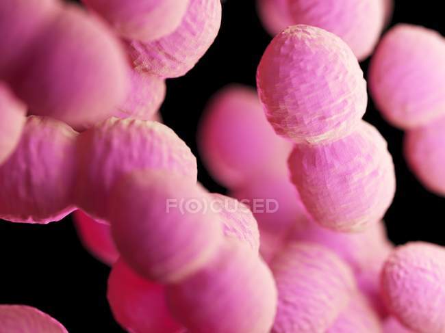 Bactéries Enterococcus de couleur rose, illustration informatique . — Photo de stock