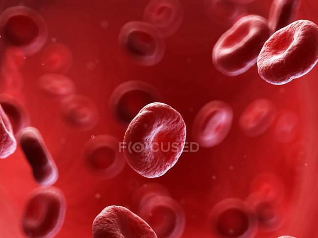 Érythrocytes globules rouges dans les vaisseaux sanguins humains, illustration numérique
. — Photo de stock