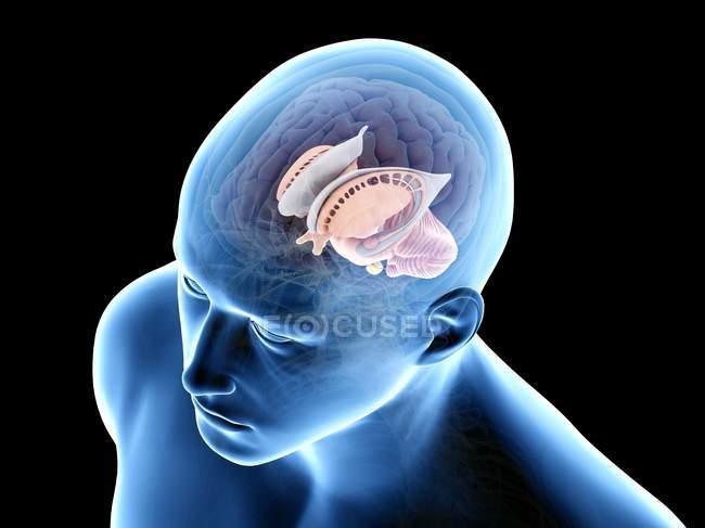 Anatomía del cerebro humano, ilustración por ordenador
. - foto de stock