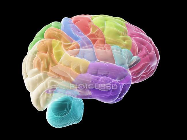 Cervello umano con parti colorate, illustrazione al computer
. — Foto stock