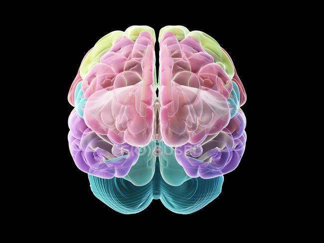 Human brain with colored parts, computer illustration. — Stock Photo