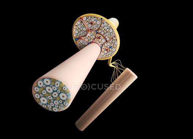 Human nerve structure in cross section, digital illustration. — Stock Photo