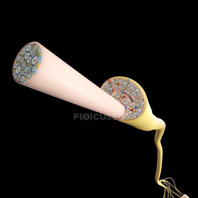 Структура нерва человека в поперечном сечении, цифровая иллюстрация . — стоковое фото