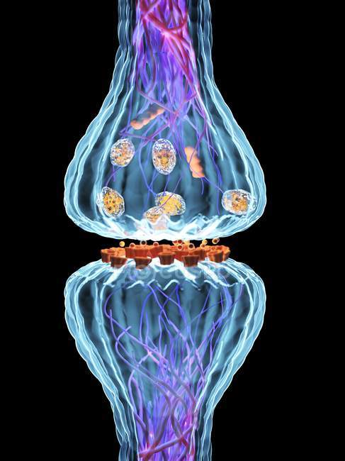 Synapse des nerfs, illustration numérique biologique . — Photo de stock
