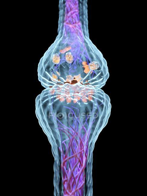 Синапс нервов, биологическая цифровая иллюстрация . — стоковое фото
