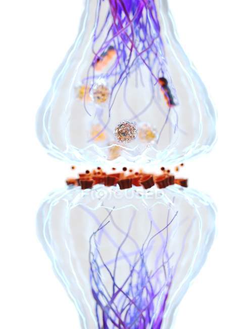 Sinapsis de nervios, ilustración digital biológica . - foto de stock
