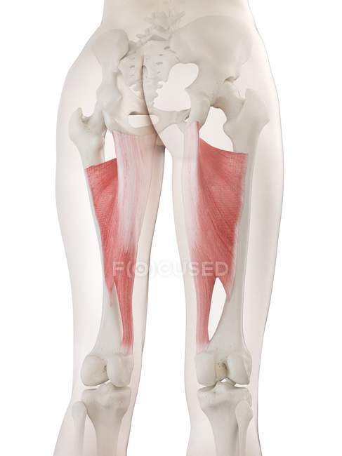 Female body 3d model with detailed Adductor magnus muscle, computer illustration. — Stock Photo