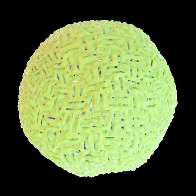 Partícula del virus del Zika, ilustración por computadora
. - foto de stock