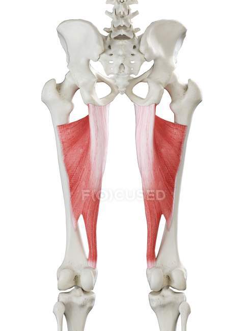 Human skeleton with red colored Adductor magnus muscle, computer illustration. — Stock Photo