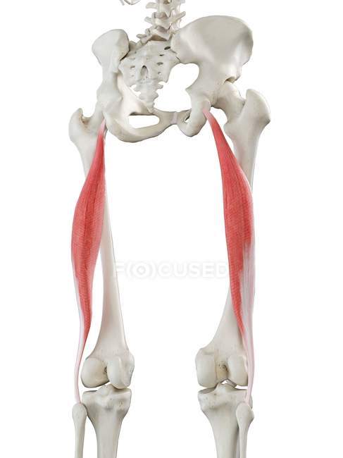 Esqueleto humano con el músculo largo bíceps femoris de color rojo, ilustración por ordenador . - foto de stock