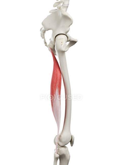 Esqueleto humano con el músculo largo bíceps femoris de color rojo, ilustración por ordenador . - foto de stock