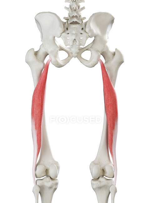 Menschliches Skelett mit rot gefärbtem Bizeps femoris longus Muskel, Computerillustration. — Stockfoto